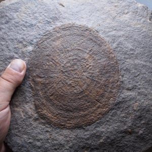 2,7 kg. Medusa Eldonia berbera Mecissi zona Marocco Fossili Fossilien