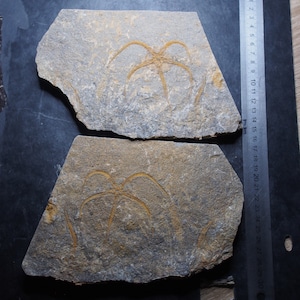 Migliore qualità POS+NEG Stella marina Ophiura sp. Fossile del Marocco Ordoviciano
