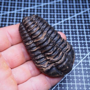 Puede incluir: Un trilobites fosilizado de color marrón oscuro con cuerpo segmentado y superficie texturizada. El antiguo artrópodo marino se sostiene en una mano, mostrando sus intrincados detalles y coloración natural. El fósil es una pieza única de historia natural.