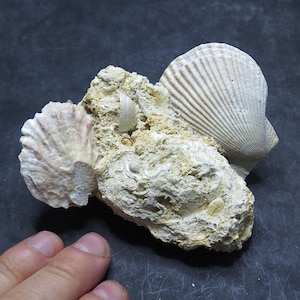 offer a price! Bivalve Fossil Chlamys varia Shell Spain Fossilien Mollusks Pliocene