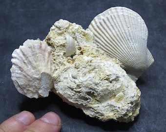 offer a price! Bivalve Fossil Chlamys varia Shell Spain Fossilien Mollusks Pliocene