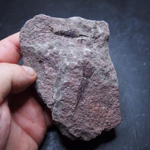 Eocrinoide Ascocystites sp. Echinodermi Fossile Marocco Ordoviciano