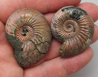 offer a price! 2x Ammonite Quenstedtoceras henrici/lamberti Pyrite Fossils Callovian opaline Natural Fossilien Opaline Nacre