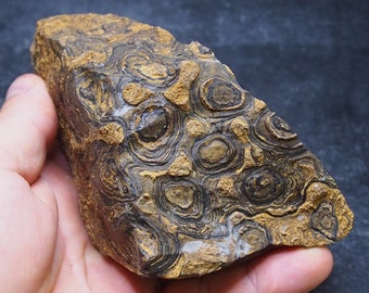 770gr. Stromatolite Bolivia Upper Cretaceous Fossil Natural stone