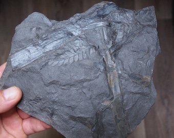 offer a price! 1Kg. Fossil Plant Odontopteris Carboniferous Fosilies France Lot