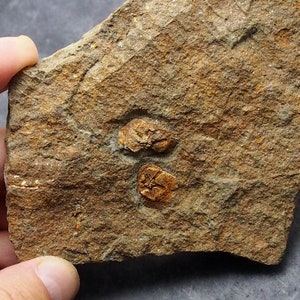 Pode incluir: Dois trilobites fossilizados em uma rocha marrom. Os trilobites são marrons e têm uma estrutura corporal segmentada distinta.
