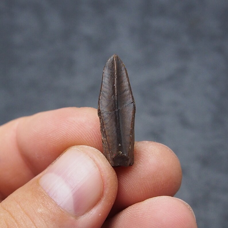 Authentic Edmontosaurus regalis Dinosaur Tooth fossils Cretaceous Teeth