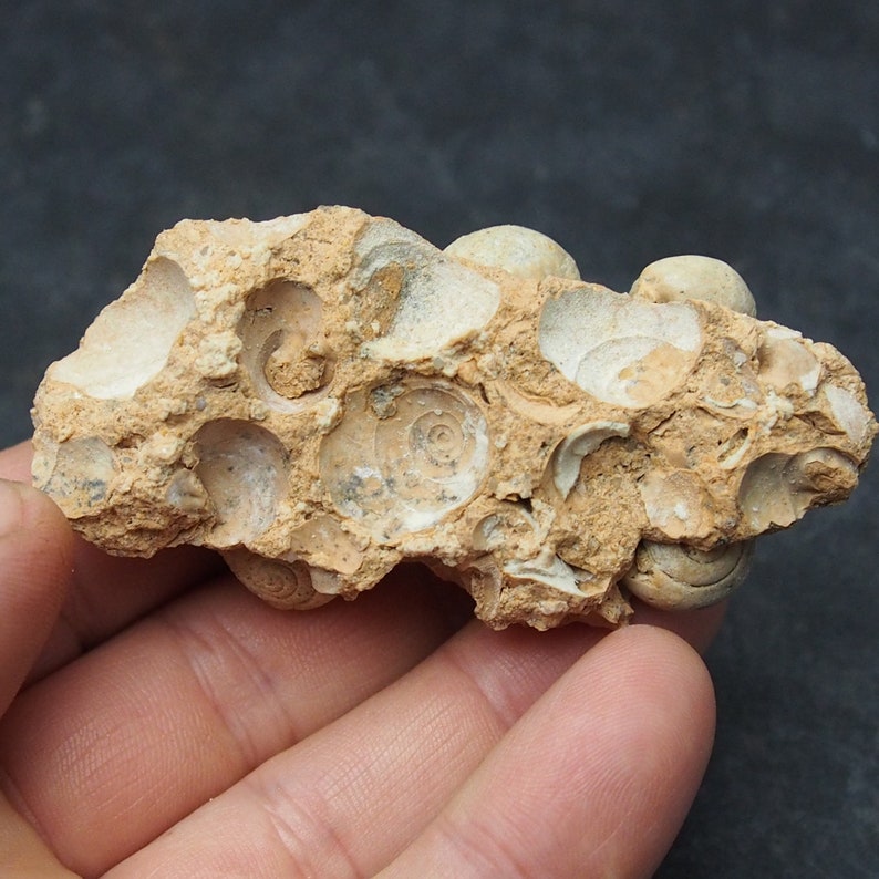 Gastropod Fossil mineral ploicene Morocco
