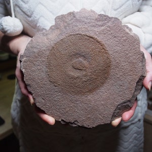 2,7 kg. Medusa Eldonia berbera Mecissi zona Marocco Fossili Fossilien