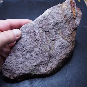 Eocrinoide Ascocystites sp. Echinodermi Fossile Marocco Ordoviciano