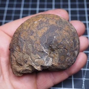 Pode incluir: Um fóssil de concha de amonite, mostrando uma forma espiral. A concha exibe uma mistura de tons castanhos e bege com detalhes intrincados na superfície. O fóssil é segurado em uma mão, fornecendo escala e contexto.