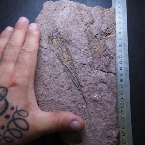 GRANDE 1,5 kg Ascocistiti eocrinoidi sp. Echinodermi fossili del Marocco Ordoviciano