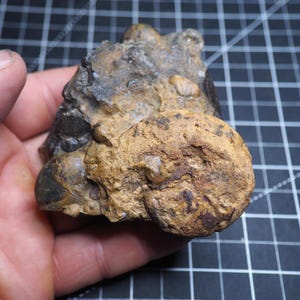 Pode incluir: Um espécime de amonite fossilizada incrustado numa matriz de rocha rugosa e texturizada. O fóssil apresenta uma estrutura de concha em espiral com tons terra bege e castanhos, contrastando com a pedra mineralizada cinzento-escura.