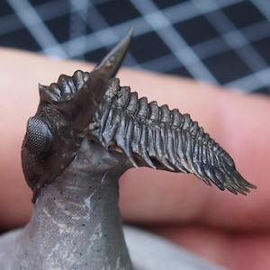 Trilobite Metacanthina Fossile Artropodi Devoniano Marocco
