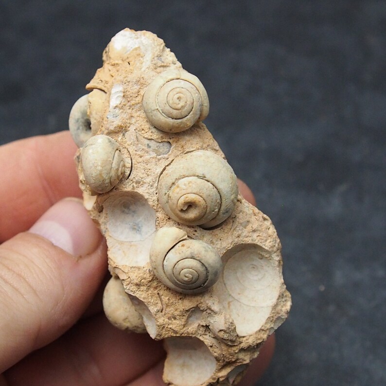 Gastropod Fossil mineral ploicene Morocco