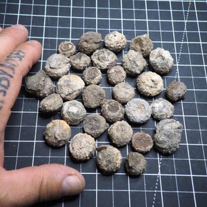 May include: A collection of small, round, grey and brown fossilized sea urchins with textured, bumpy surfaces. These natural specimens vary slightly in size and shape, displaying intricate patterns and porous details across their exterior surfaces.