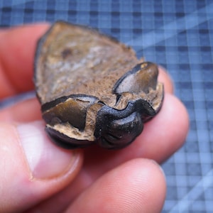 Puede incluir: Un fragmento de diente fosilizado, que muestra una paleta de colores marrón oscuro y negro. La superficie del diente tiene un aspecto rugoso y texturizado, con crestas y surcos visibles. La forma general sugiere una muela, con bordes desgastados y una raíz parcialmente expuesta.