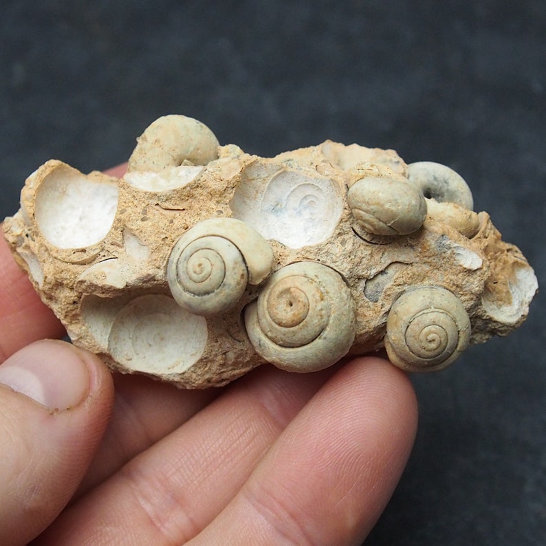 Gastropod Fossil mineral ploicene Morocco