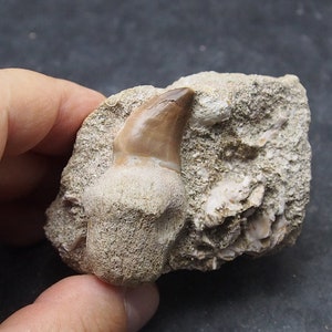 offer a price! Mosasaurus anceps Tooth vertebrae vertebrae bones fossil Morocco Cretaceous