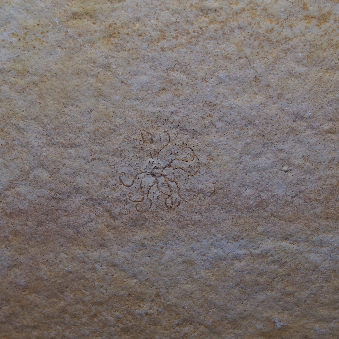 Offer a Price! Floating Crinoid Saccocoma Pectinata Echinoderms Fossil ...