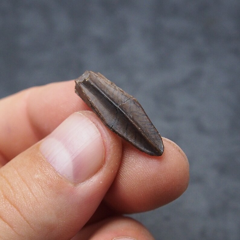 Authentic Edmontosaurus regalis Dinosaur Tooth fossils Cretaceous Teeth