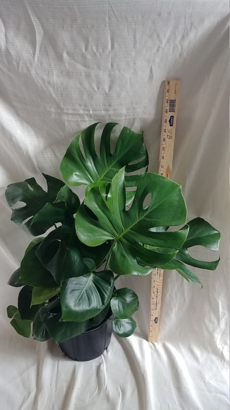 Split Leaf Philodendron Large Swiss Cheese Plant