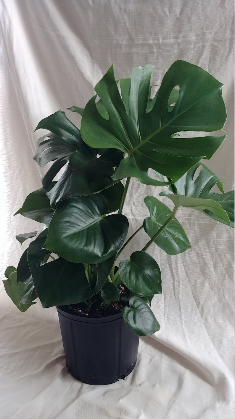 Split Leaf Philodendron Large Swiss Cheese Plant