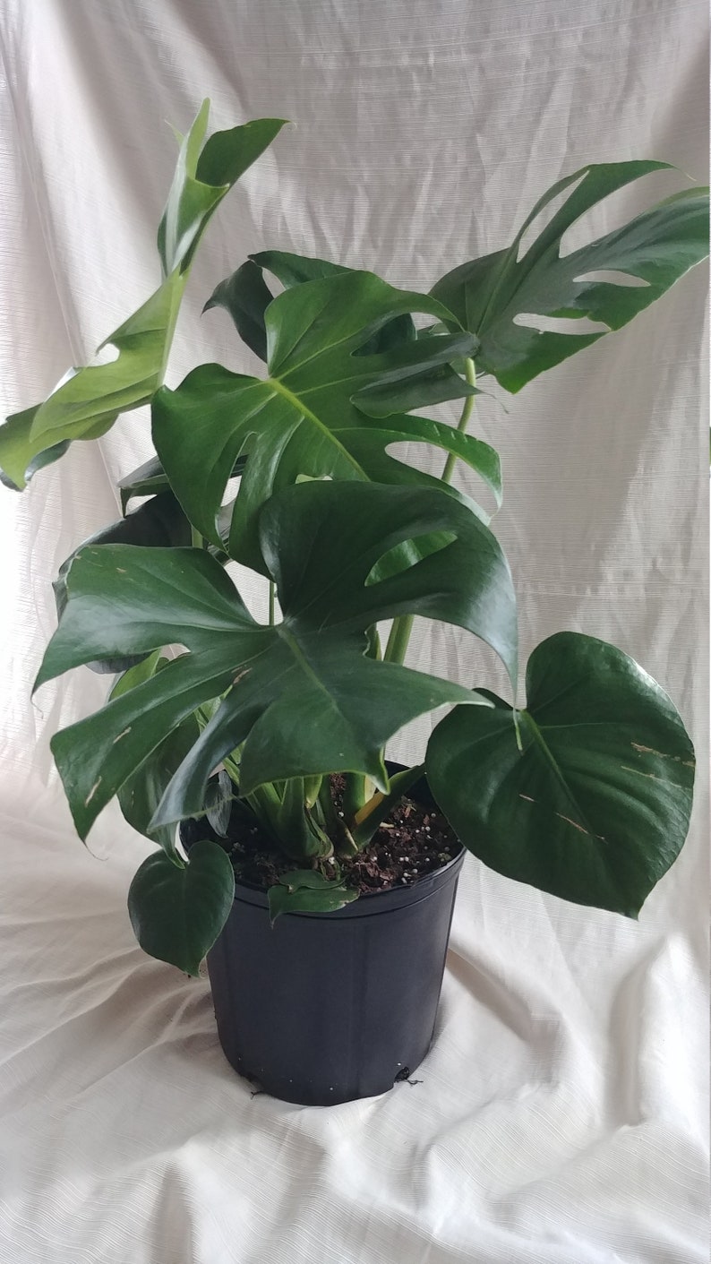 Split Leaf Philodendron Large Swiss Cheese Plant