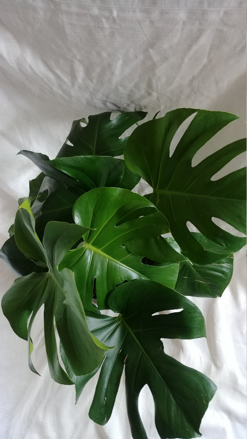 Split Leaf Philodendron Large Swiss Cheese Plant