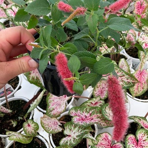 Planta de chenilla Acalypha pendula