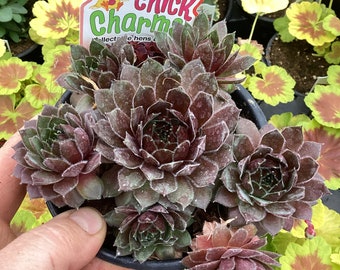 Sempervivum, Chick Charms, Berry Bomb