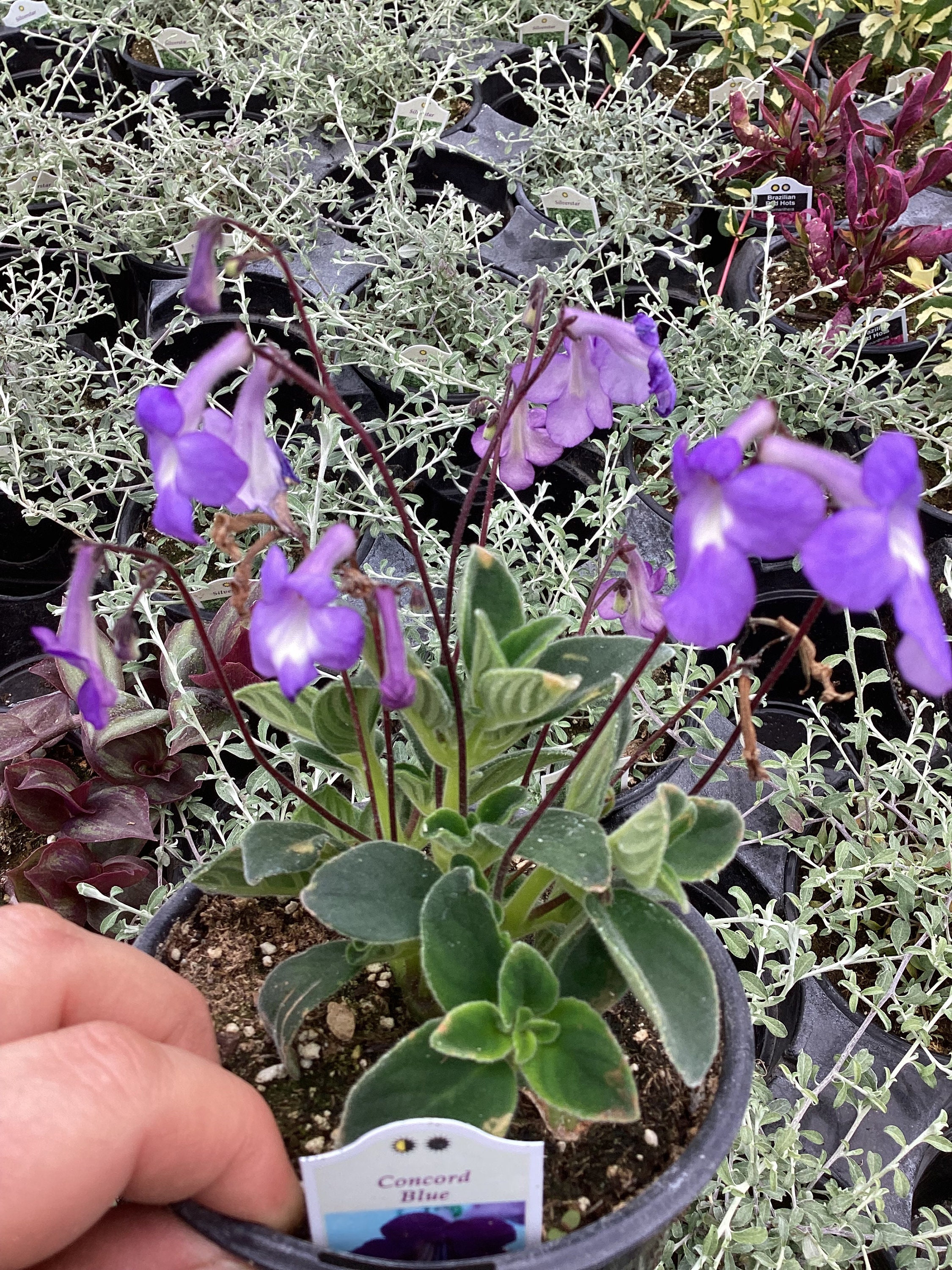 Streptocarpus, 'concord Blue' - Etsy