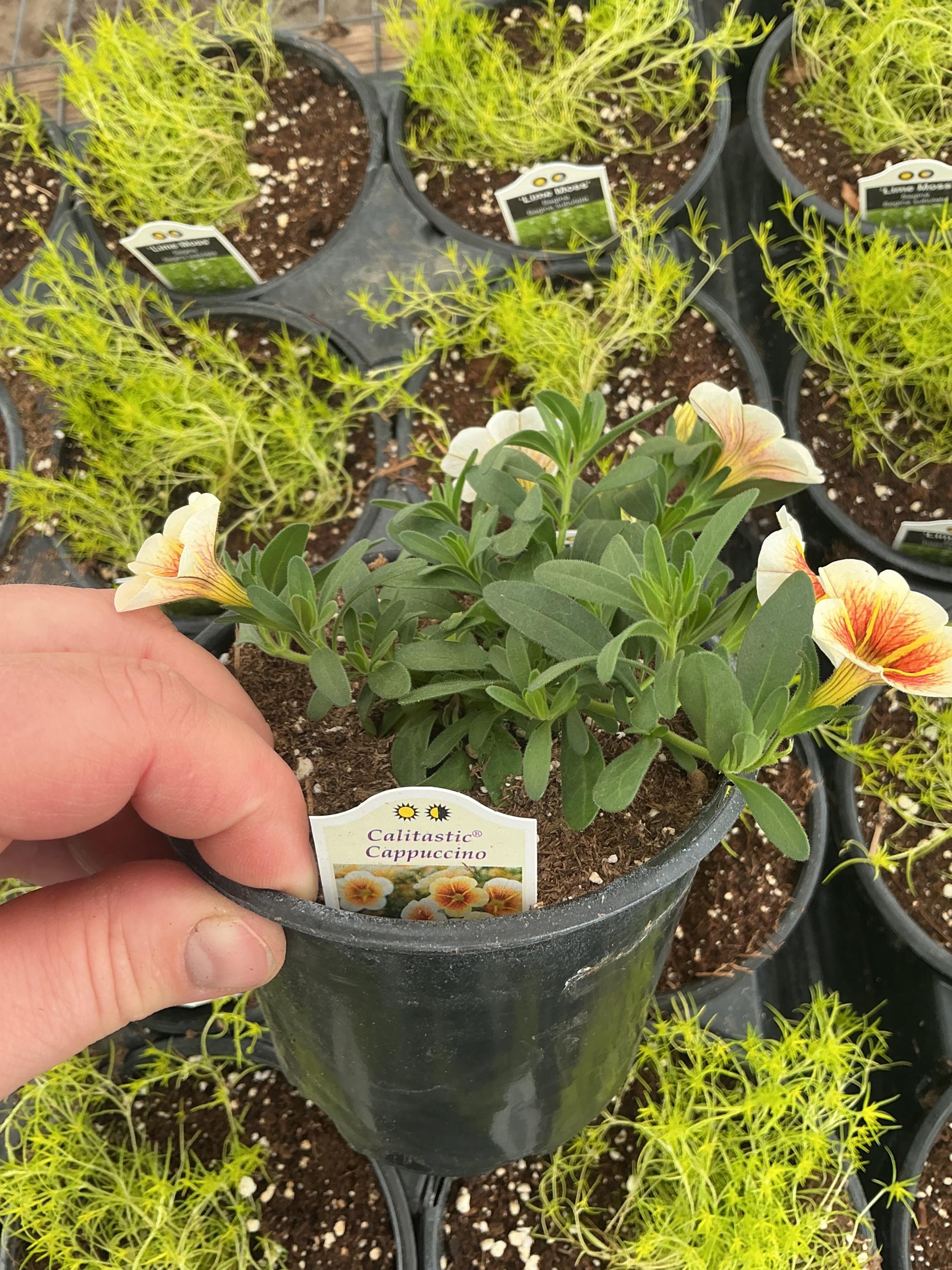 Calibrachoa Calitastic ‘cappuccino’ - Etsy