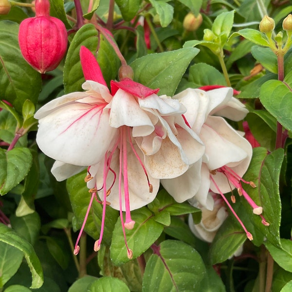 Fuchsia ‘Swingtime’