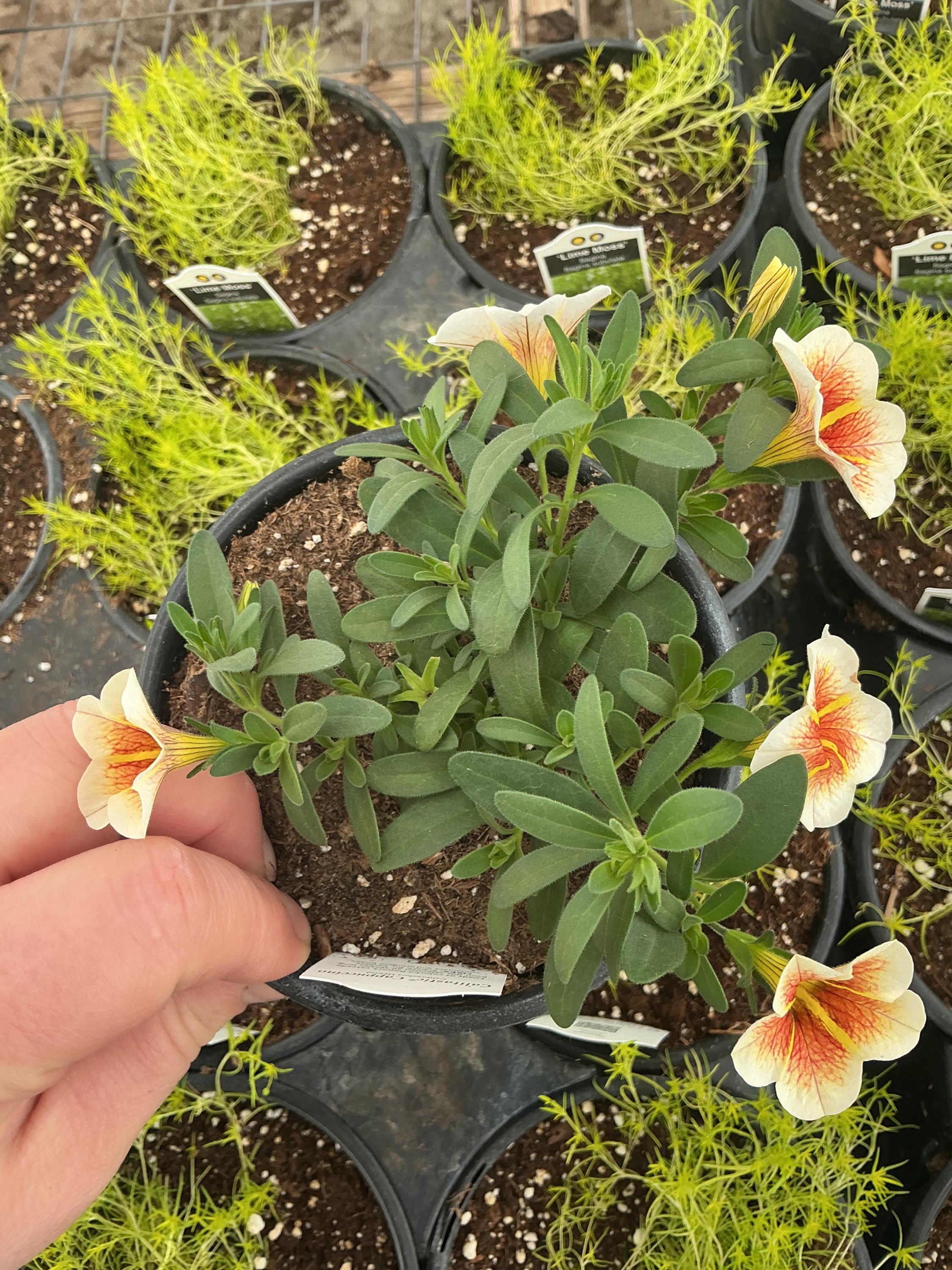 Calibrachoa Calitastic ‘cappuccino’ - Etsy
