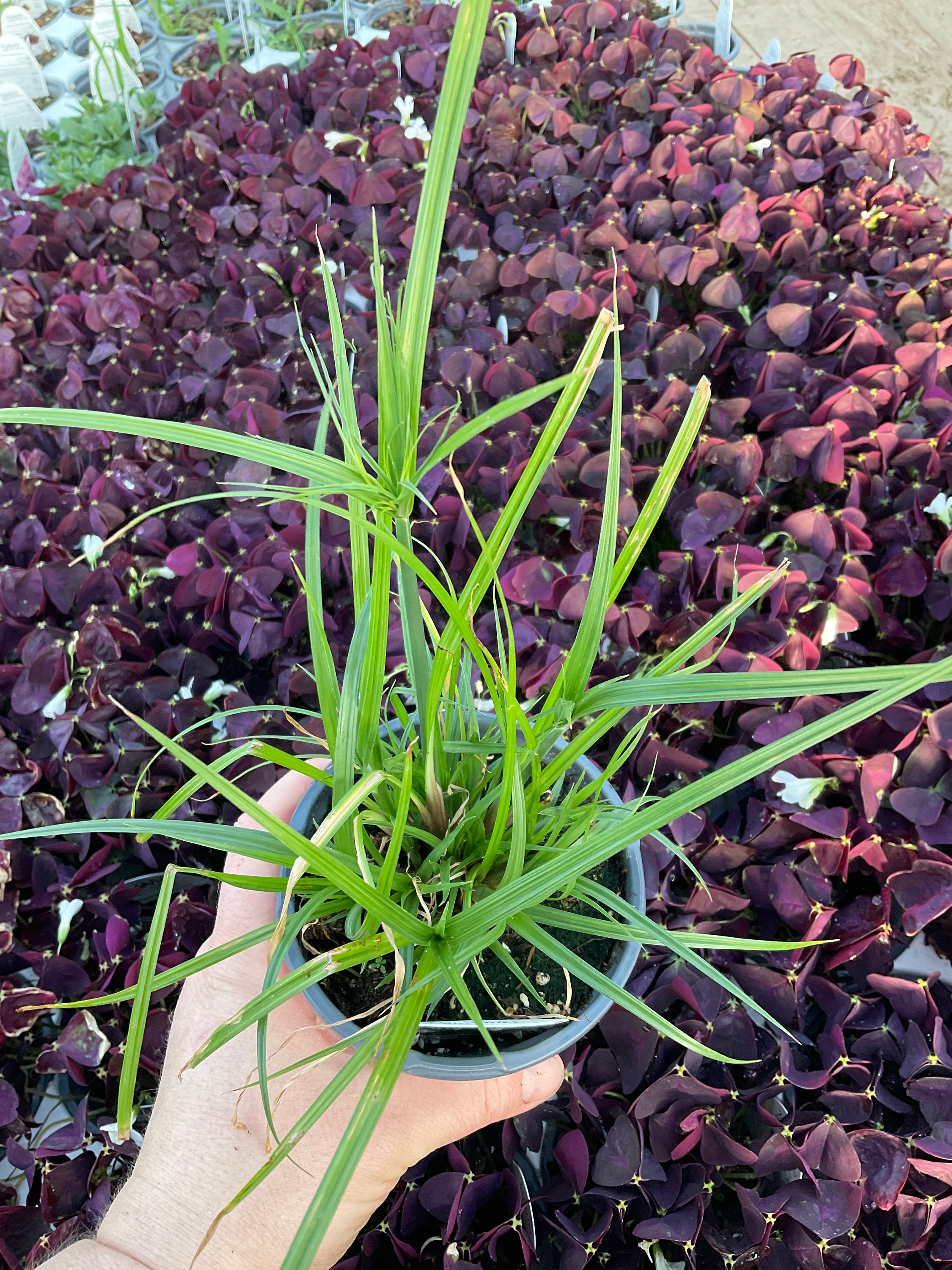 Cypress Grass, Proven Winner, Graceful Grasses, Prince Tut
