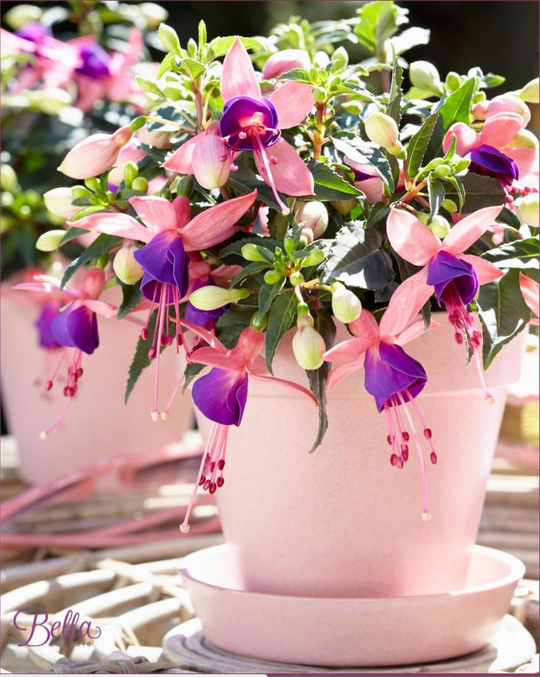 Fuchsia 'bella' Mariska - Etsy