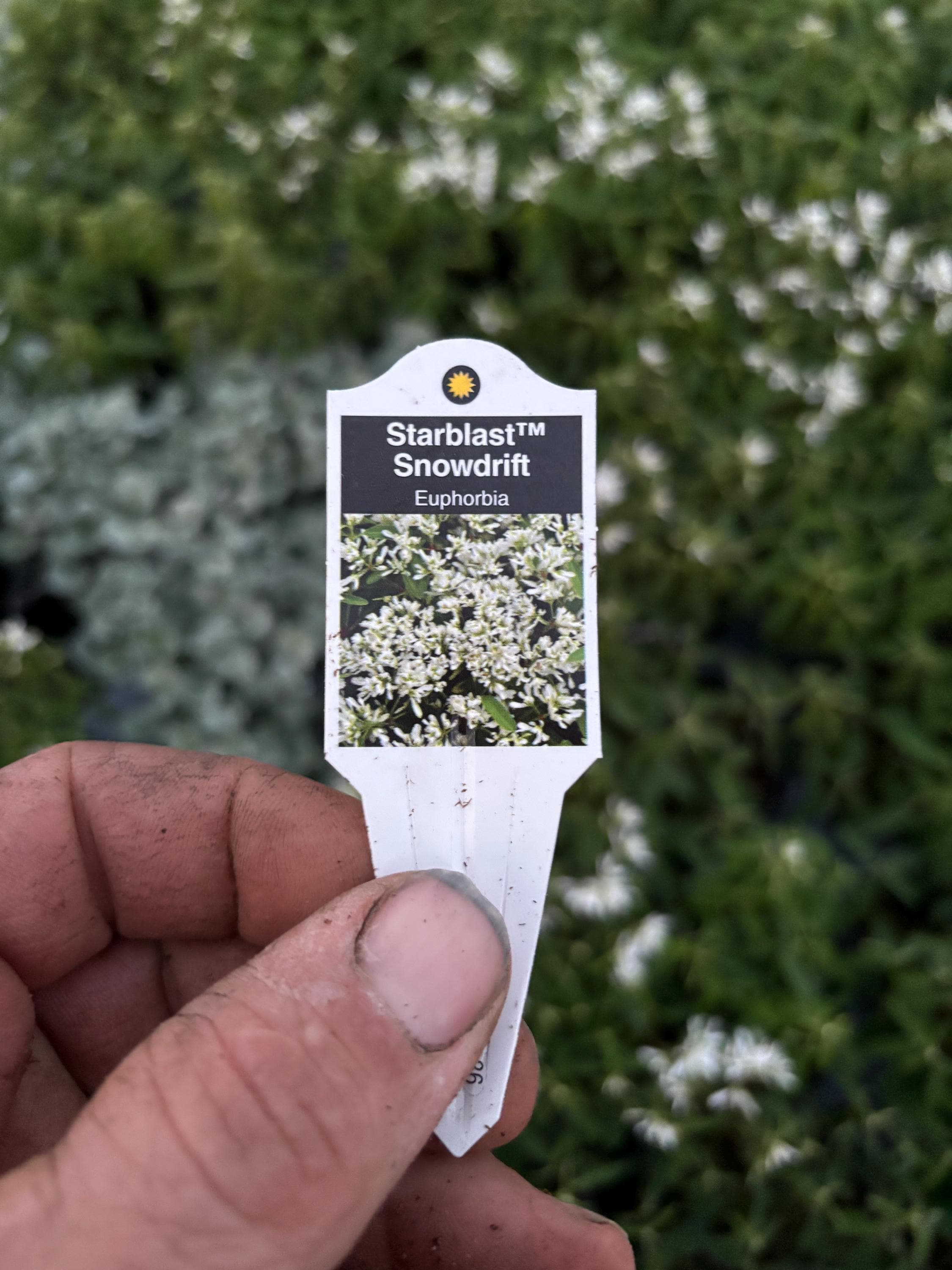 Euphorbia 'starblast' Snowdrift - Etsy