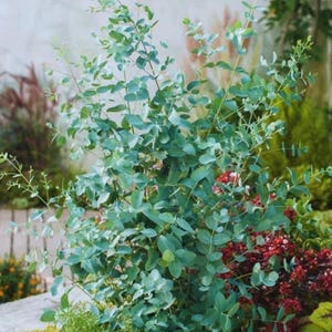 May include: A lush, vibrant display of eucalyptus plants with silvery-blue leaves. The image showcases the plant's rounded leaves and slender stems, surrounded by other colorful garden plants. The scene is set outdoors, with natural light enhancing the foliage.