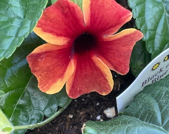 Thunbergia ‘Sunny Suzy’ Amber Stripes