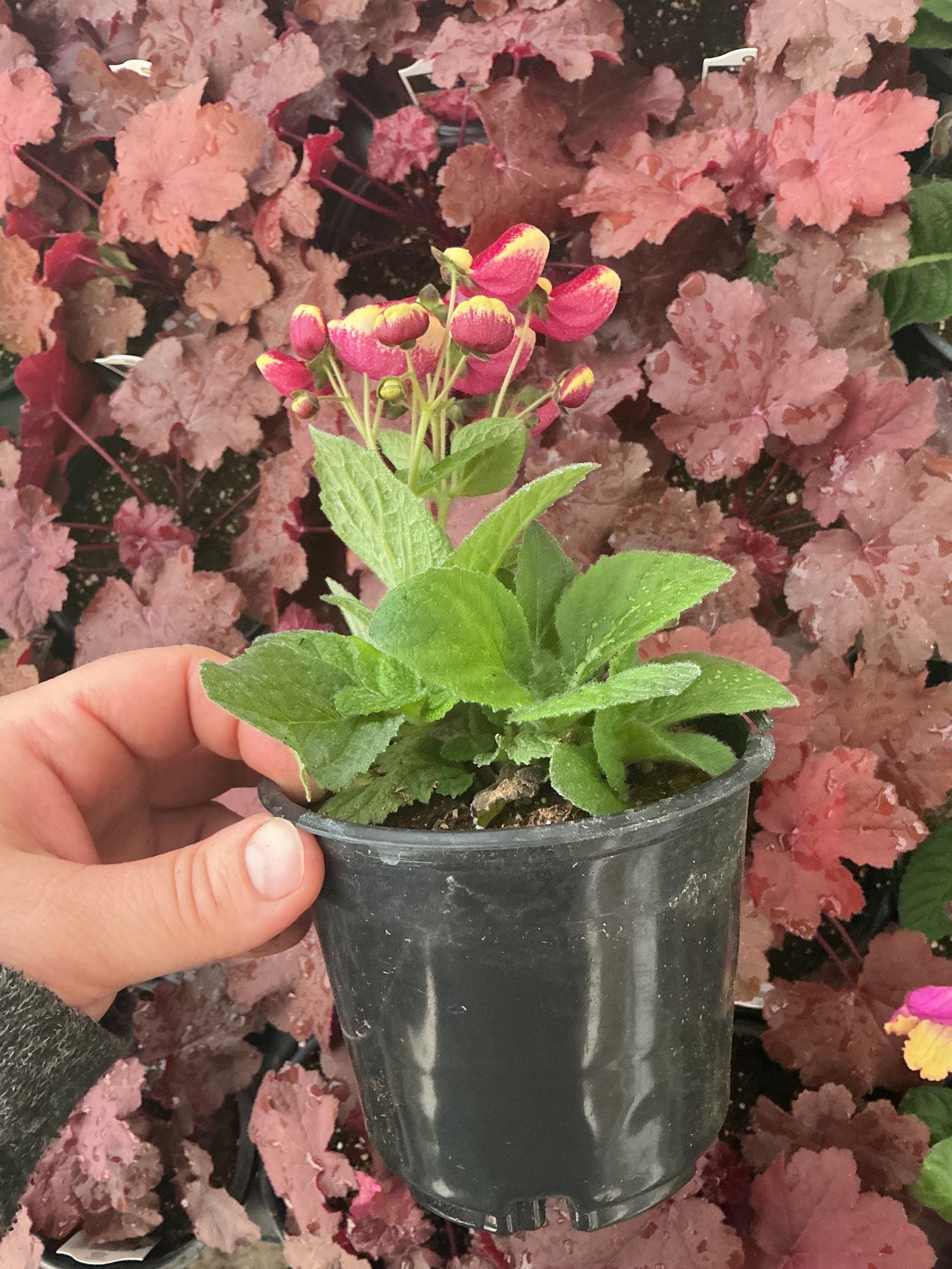 Calynopsis Calynopsis, Calceolaria ‘ruby+eye’, ‘pocketbook Plant’, ‘lady’s Purse ...