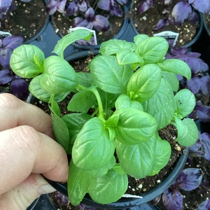 May include: A close-up of a potted green basil plant with vibrant leaves. The plant is being held by a hand, and the pot is black.