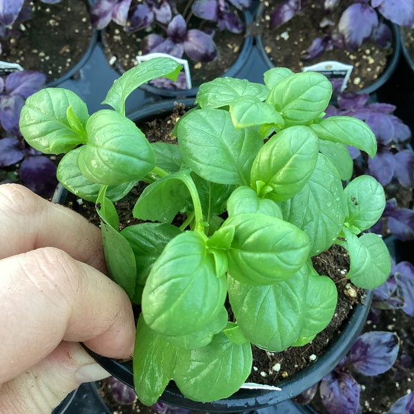 Basil ‘Everleaf Emerald Towers’