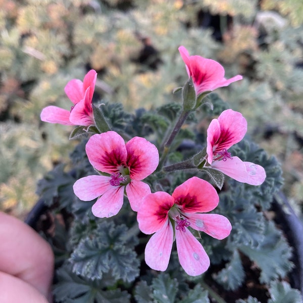 Scented Geranium, ‘Aroma’ Bunny Brunch