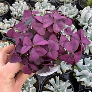 Oxalis, Purple Shamrock, Proven Winners, Proven Accents ‘Charmed Wine’