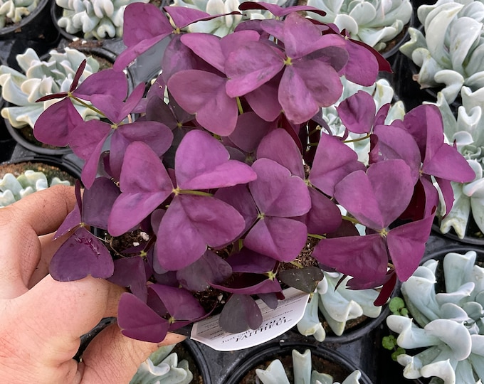 Oxalis, Purple Shamrock, Proven Winners, Proven Accents charmed Wine Etsy