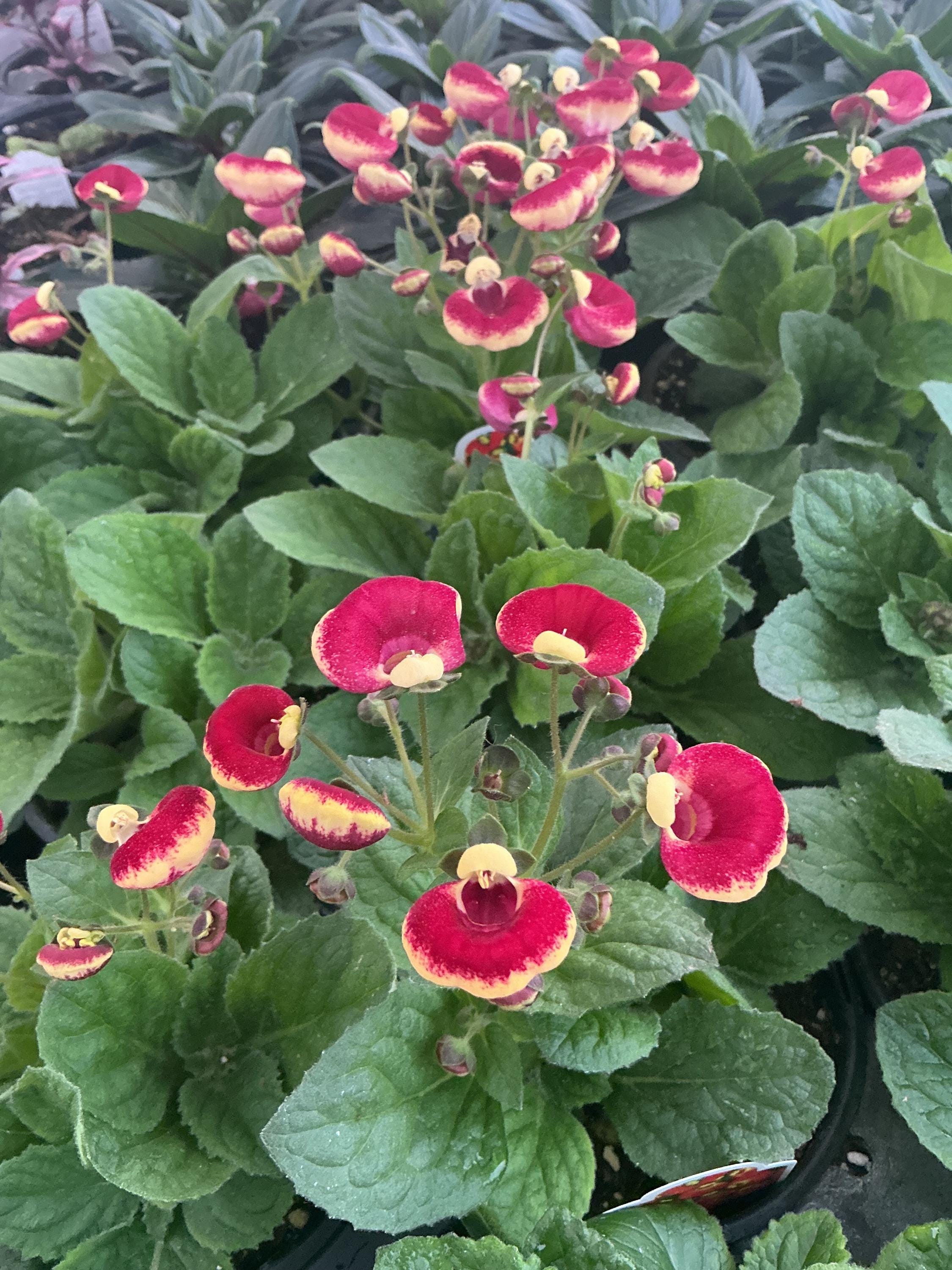 Calynopsis Calynopsis, Calceolaria ‘ruby+eye’, ‘pocketbook Plant’, ‘lady’s Purse ...