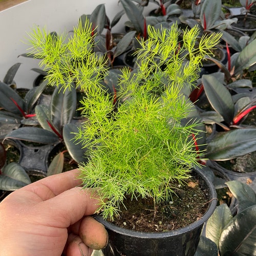 Asparagus Fern ‘Chinese Ming’