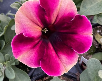 Petunia, ’Crazytunia BlackBerry Cheesecake’