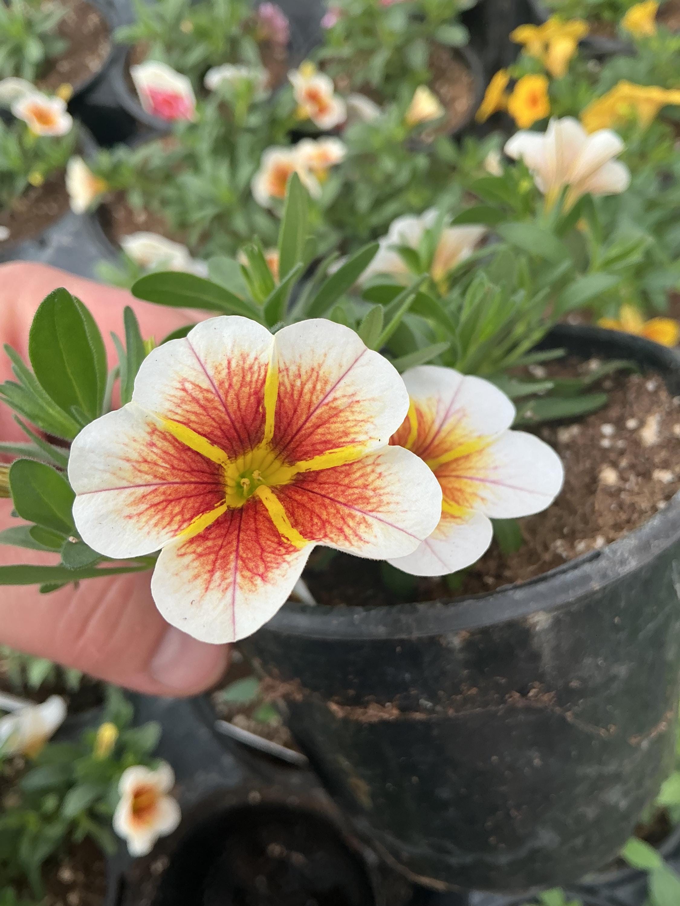 Calibrachoa Calitastic ‘cappuccino’ - Etsy